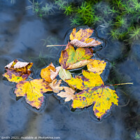 Buy canvas prints of Floating Autumn Leaves by Geoff Smith