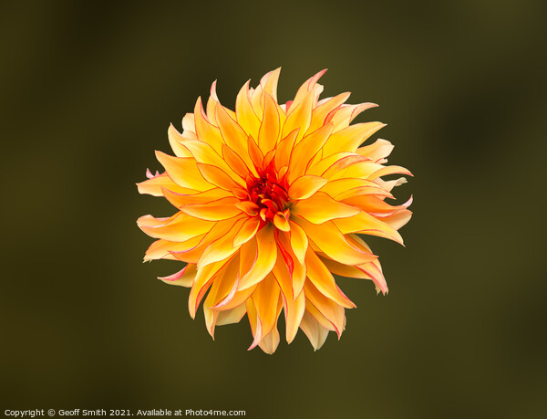 Dahlia Grandalia 'Sunny Flame' Flower  Picture Board by Geoff Smith