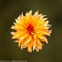 Buy canvas prints of Dahlia Grandalia 'Sunny Flame' Flower  by Geoff Smith
