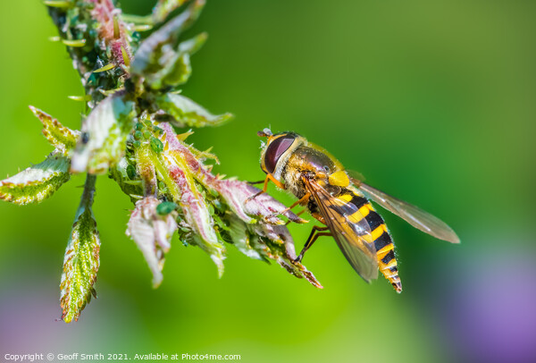 Hoverfly in Summer Picture Board by Geoff Smith