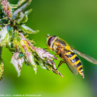 Buy canvas prints of Hoverfly in Summer by Geoff Smith