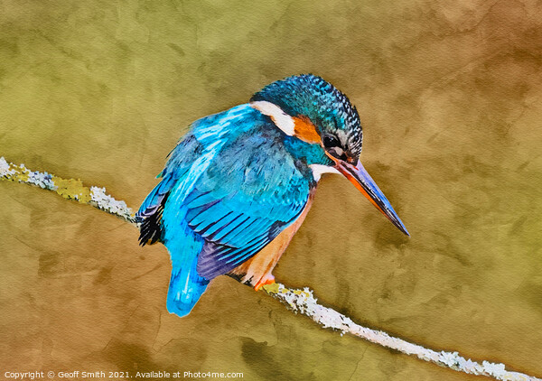 Kingfisher in Winter Painting Picture Board by Geoff Smith