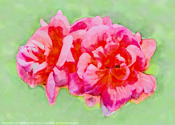 Pinky Red Zonal Geraniums Painterly Picture Board by Geoff Smith
