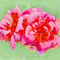 Buy canvas prints of Pinky Red Zonal Geraniums Painterly by Geoff Smith