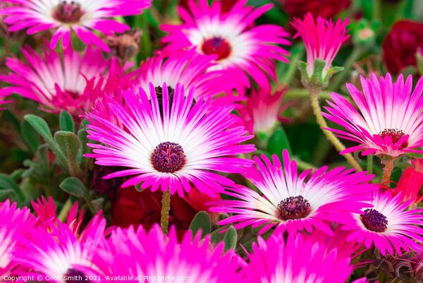 Livingstone daisies in Summer Picture Board by Geoff Smith