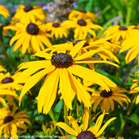 Buy canvas prints of Black-eyed Susan flowers by Geoff Smith