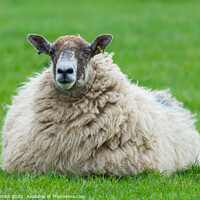 Buy canvas prints of Lone sheep in a field by Geoff Smith