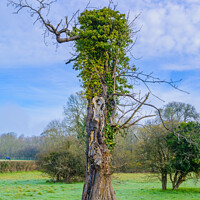 Buy canvas prints of Tree with arms in Spring by Geoff Smith