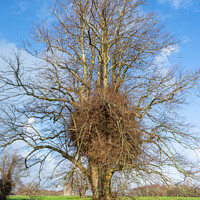 Buy canvas prints of Leafless Winter Tree by Geoff Smith