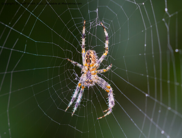 Orb Weaver Spider on a Web Picture Board by Geoff Smith