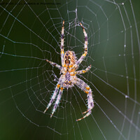 Buy canvas prints of Orb Weaver Spider on a Web by Geoff Smith