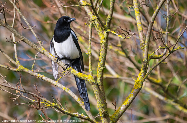 Magpie in Winter, UK Picture Board by Geoff Smith