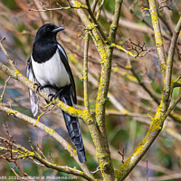 Buy canvas prints of Magpie in Winter, UK by Geoff Smith