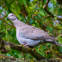 Buy canvas prints of Juvenile Collared Dove by Geoff Smith
