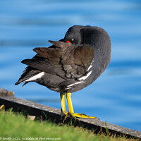Buy canvas prints of Moorhen by water, UK by Geoff Smith