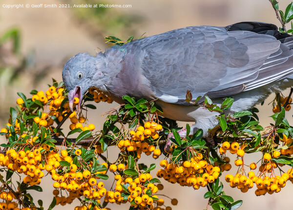 Pigeon eating Firethorn Shrub Berries Picture Board by Geoff Smith