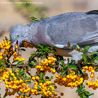Buy canvas prints of Pigeon eating Firethorn Shrub Berries by Geoff Smith