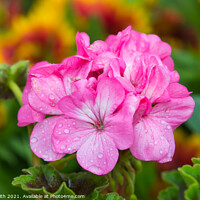 Buy canvas prints of Pink Pelargonium flowers in Summer by Geoff Smith