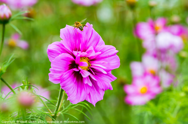Honey Bee on Pink Cosmos Flower Picture Board by Geoff Smith
