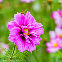 Buy canvas prints of Honey Bee on Pink Cosmos Flower by Geoff Smith
