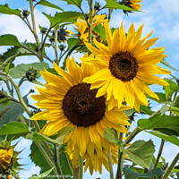 Buy canvas prints of Two Large Sunflowers by Allan Bell