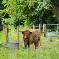 Buy canvas prints of Highland Cow on Lush Green Grass by Allan Bell