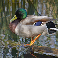 Buy canvas prints of Colourful Mallard duck Resting on Log by Allan Bell