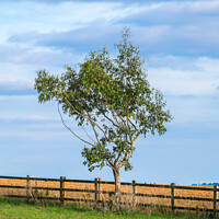 Buy canvas prints of Lonely Tree by Allan Bell
