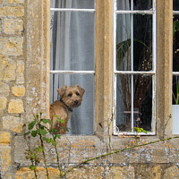 Buy canvas prints of Little doggy in the Window by Allan Bell