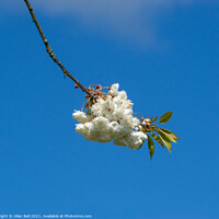 Buy canvas prints of White Cherry Blossom Flowers Blue Sky by Allan Bell