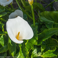 Buy canvas prints of White Arum Lily by Allan Bell