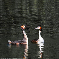Buy canvas prints of Courting Grebes by Allan Bell