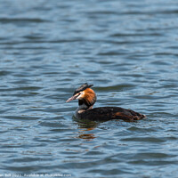 Buy canvas prints of Great Crested Grebe by Allan Bell