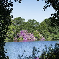 Buy canvas prints of Flowering Rhododendron bushes across Lake by Allan Bell