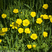 Buy canvas prints of Creeping buttercup by Allan Bell