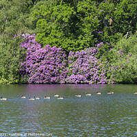 Buy canvas prints of Flotilla of Canada Geese with flowering Rhododendr by Allan Bell