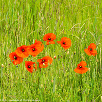 Buy canvas prints of Poppies growing wild in grass meadow by Allan Bell