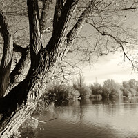 Buy canvas prints of Tree by lake by Allan Bell