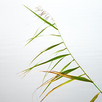 Buy canvas prints of Reed Leaves by Allan Bell