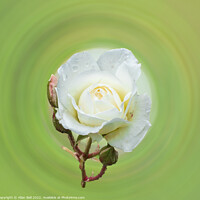 Buy canvas prints of White rose by Allan Bell