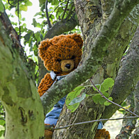 Buy canvas prints of A teddy bear hanging on a tree branch by Allan Bell