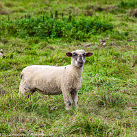 Buy canvas prints of Young sheep by Allan Bell