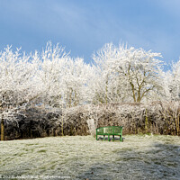 Buy canvas prints of A splash of green in white frost by Allan Bell