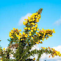 Buy canvas prints of Yellow Gorse bush in flower by Allan Bell