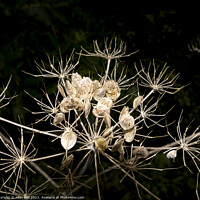 Buy canvas prints of Seed head of Hogweed by Allan Bell