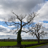 Buy canvas prints of Spring trees in silhouette against sky by Allan Bell