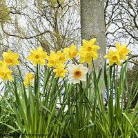 Buy canvas prints of Spring daffodils and odd one out by Allan Bell
