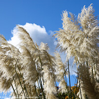 Buy canvas prints of Majestic Pampas Grass in Bloom by Allan Bell