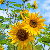 Buy canvas prints of Sun flowers Van Gogh style by Allan Bell