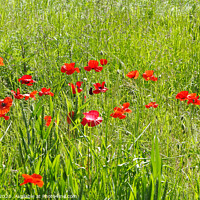 Buy canvas prints of Red Poppies in Field by Allan Bell